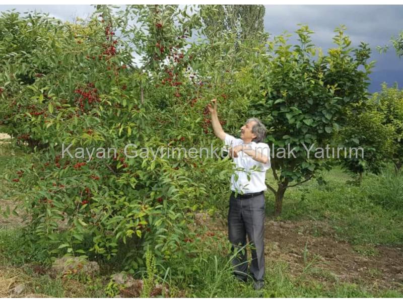 satılık kiraz bahcesi honaz